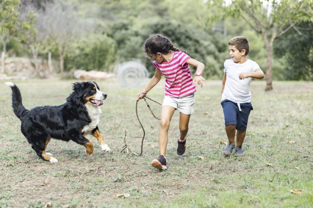 Estadísticas para niños y perros